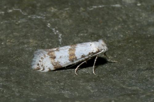 Scythropia crataegella